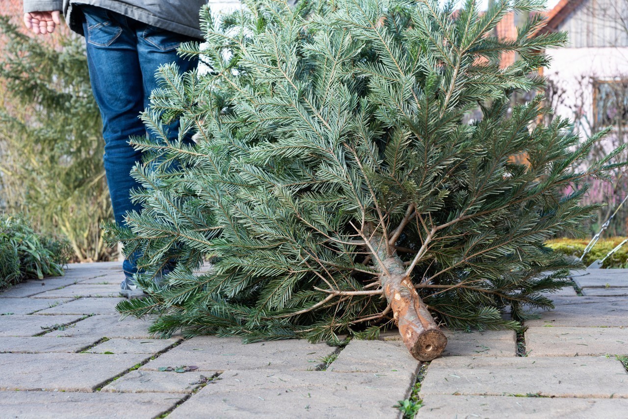 ou-jeter-sapin-de-noel-18-points-de-collecte-lille