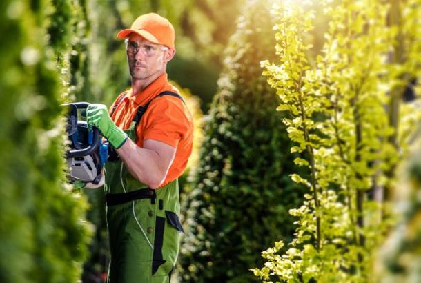 La mairie recrute un aide jardinier pour cet été.